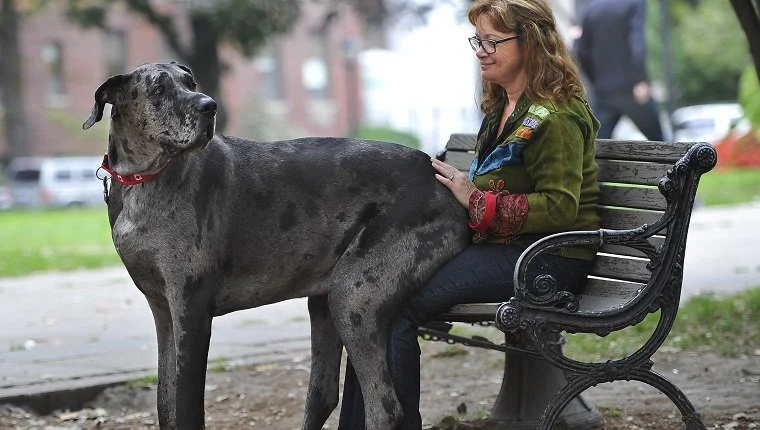 Great Dane standing calmly beside its owner, reflecting quality of life with managed neurologic disease.