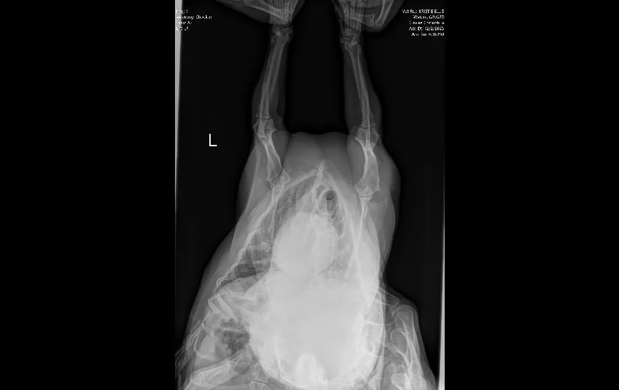 Ventrodorsal thoracic radiograph of a dog showing forelimbs and chest with no obvious fractures or masses
