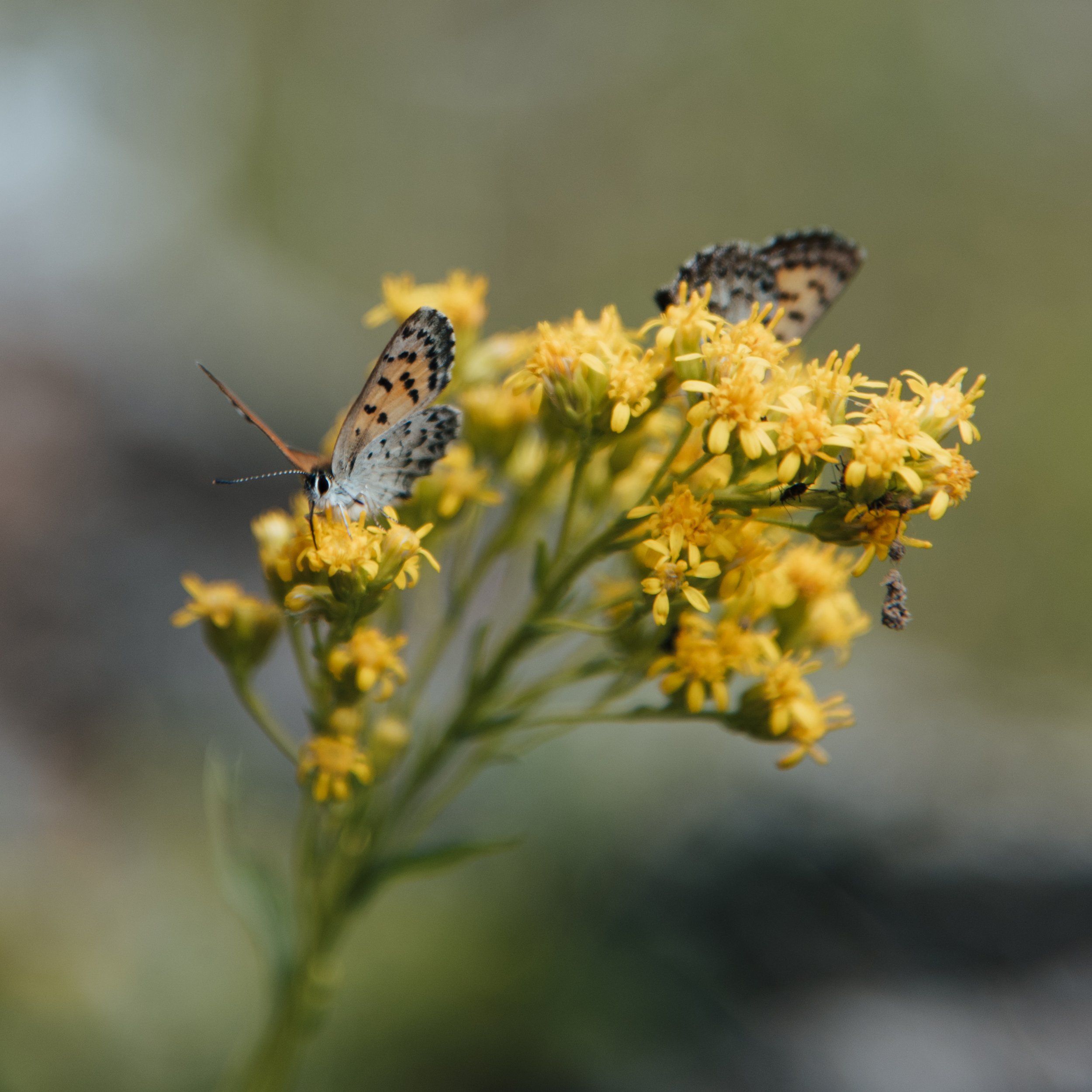 DSC_1167-2.jpg