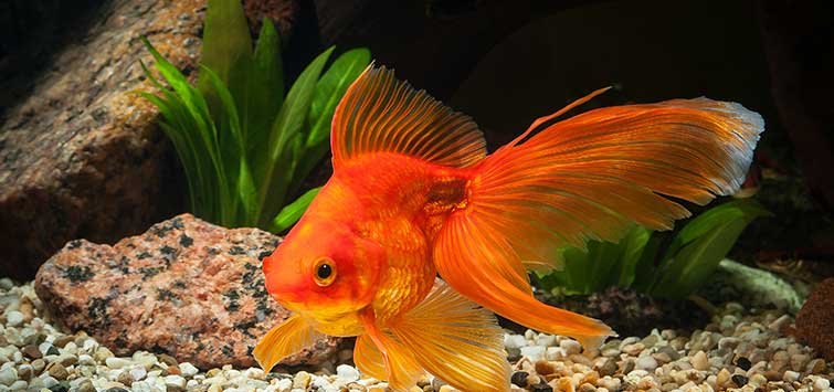 Топик: The Golden Fish