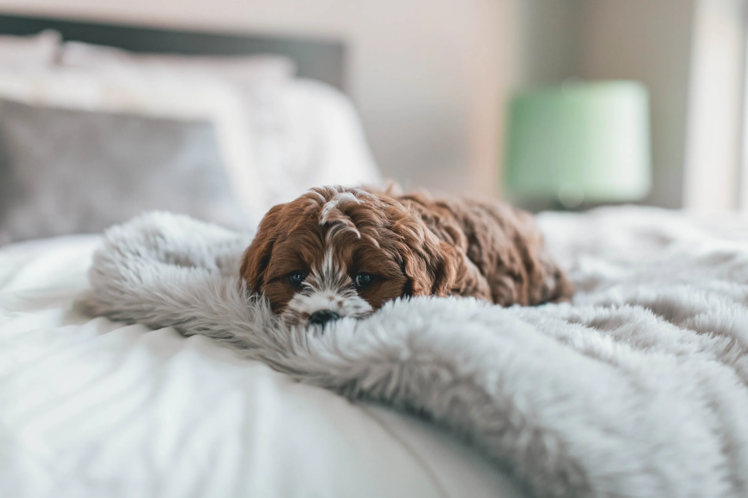 Cute little dog in beg roberto-nickson-V6G2m3D9IDI-unsplash Photo by Roberto Nickson on Unsplash.jpg