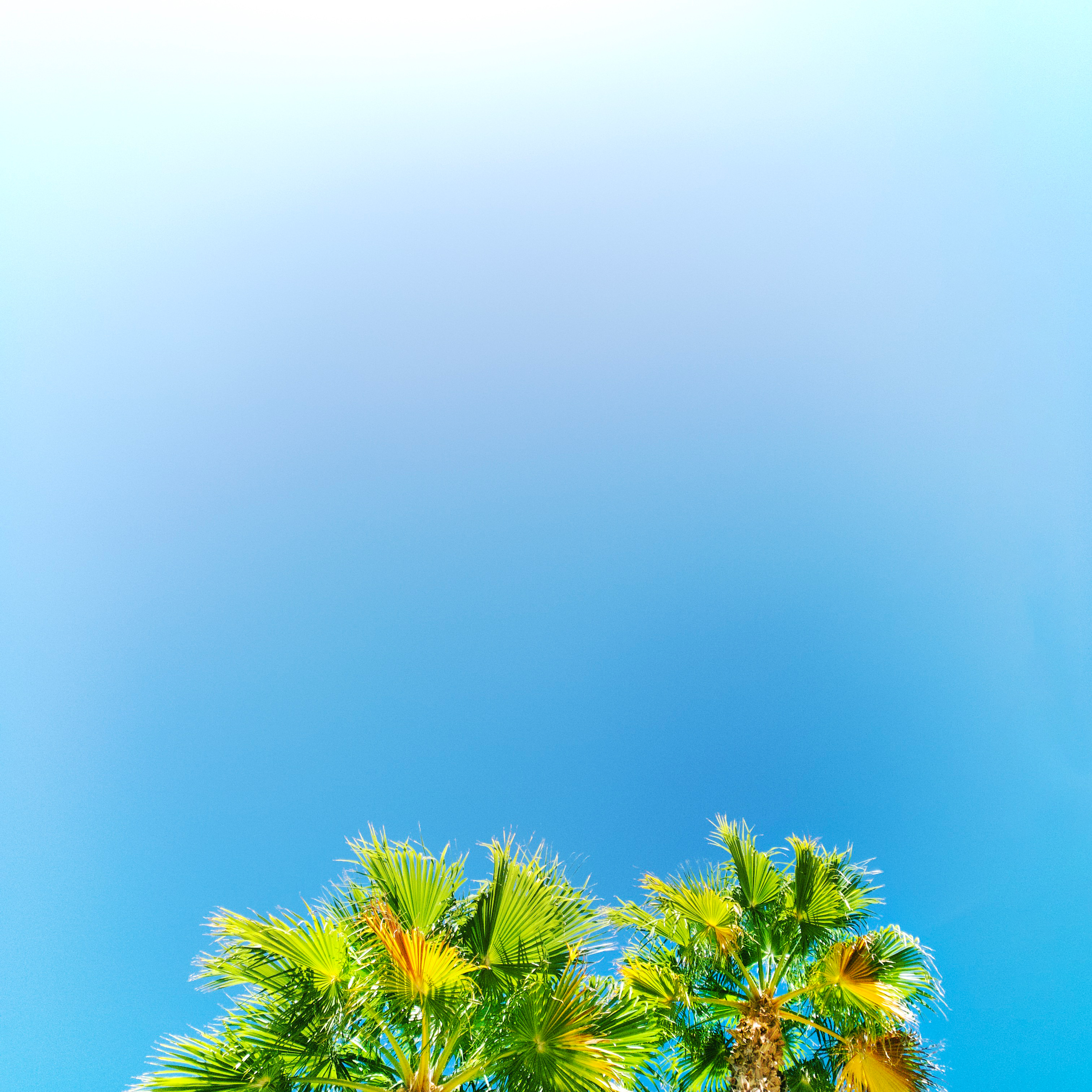 baby-palms.png