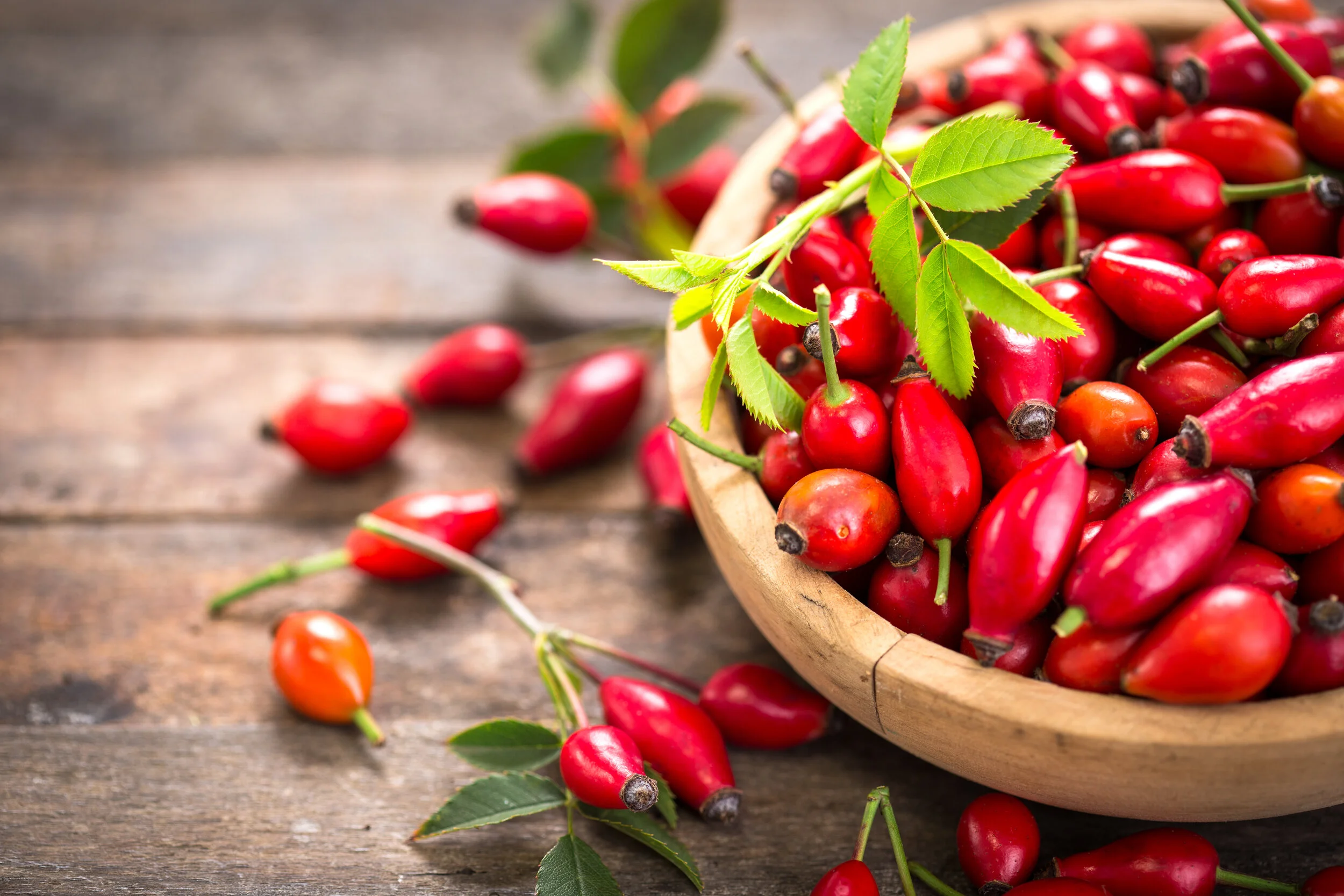 Rosehip (Rosa spp.) a nutritional role in arthritis