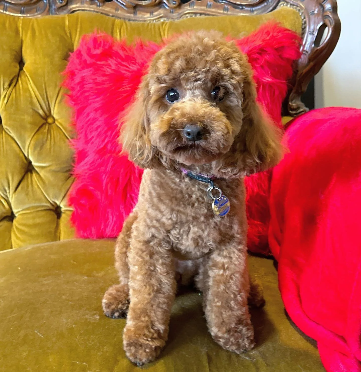 Little Chicken Nugget 
-

#studio50paw #photography #dogphotography #dog #doggos #dogsofinstagram #doglife #doglovers #dogstagram #melbournephotographer #melbournegroomer #dogportrait #photosofdogs #dogsofinsta #dogsofmelbourne #melbournegroomer #dog