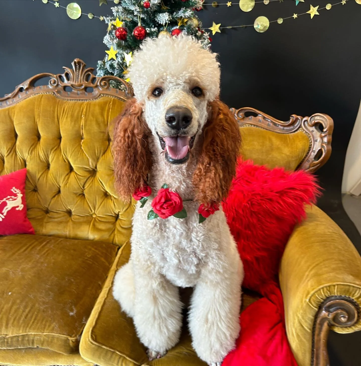 Store ambassador @little_miss_pawfect_ Dior. 🐾❤️ 
-

#studio50paw #photography #dogphotography #dog #doggos #dogsofinstagram #doglife #doglovers #dogstagram #melbournephotographer #melbournegroomer #dogportrait #photosofdogs #dogsofinsta #dogsofmelb