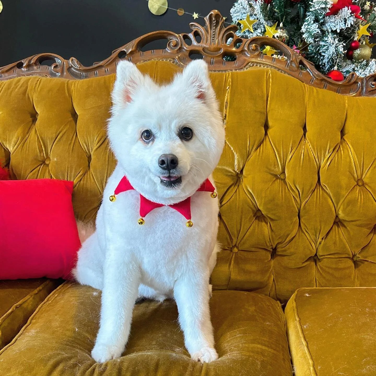 Best boy Toshi posing for his photos. The secret 🤫 is treats 🍗. 
-

#studio50paw #photography #dogphotography #dog #doggos #dogsofinstagram #doglife #doglovers #dogstagram #melbournephotographer #melbournegroomer #dogportrait #photosofdogs #dogsofi