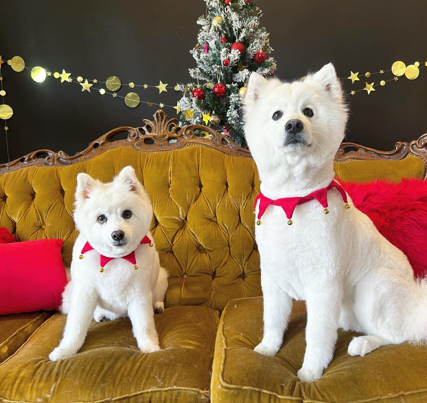 Luca and Toshi ❤️
-

#studio50paw #photography #dogphotography #dog #doggos #dogsofinstagram #doglife #doglovers #dogstagram #melbournephotographer #melbournegroomer #dogportrait #photosofdogs #dogsofinsta #dogsofmelbourne #melbournegroomer #dogportr
