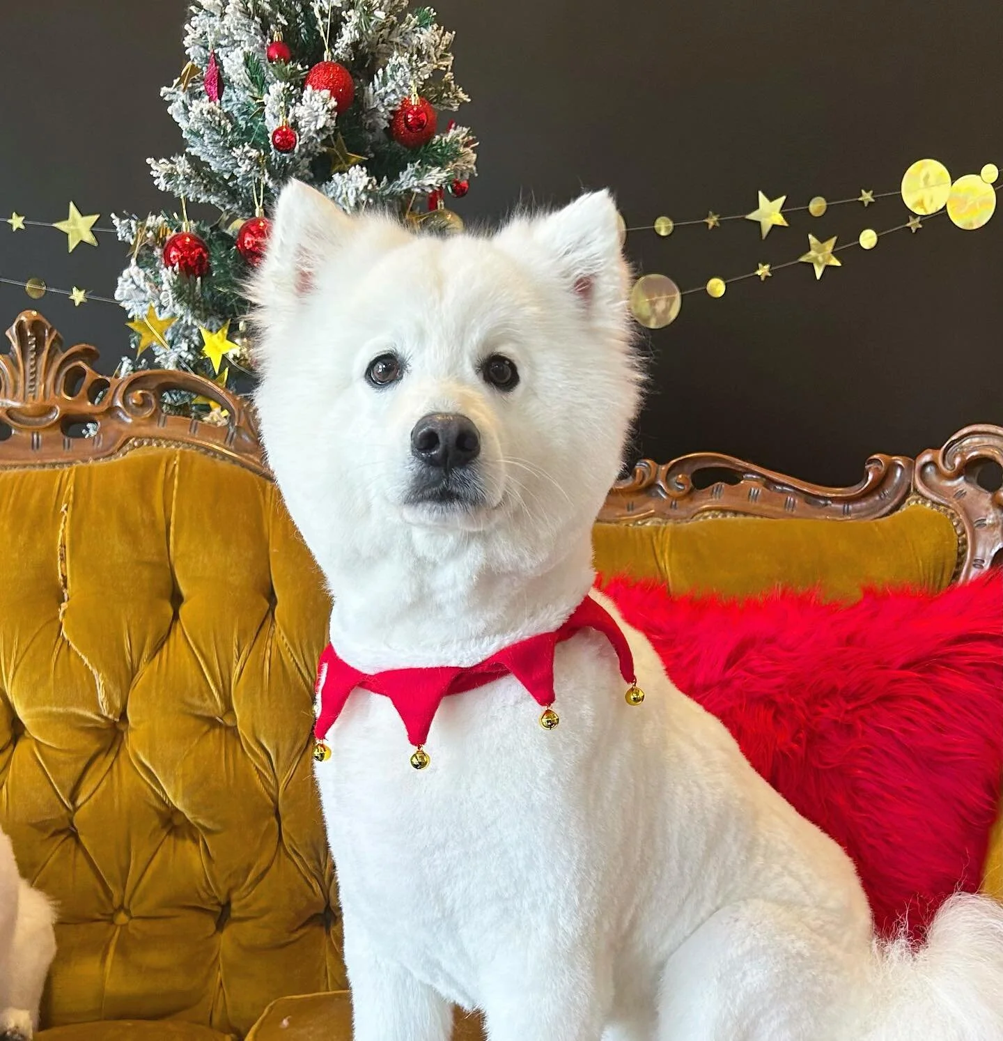 Sweet Luca 
-

#studio50paw #photography #dogphotography #dog #doggos #dogsofinstagram #doglife #doglovers #dogstagram #melbournephotographer #melbournegroomer #dogportrait #photosofdogs #dogsofinsta #dogsofmelbourne #melbournegroomer #dogportrait #p