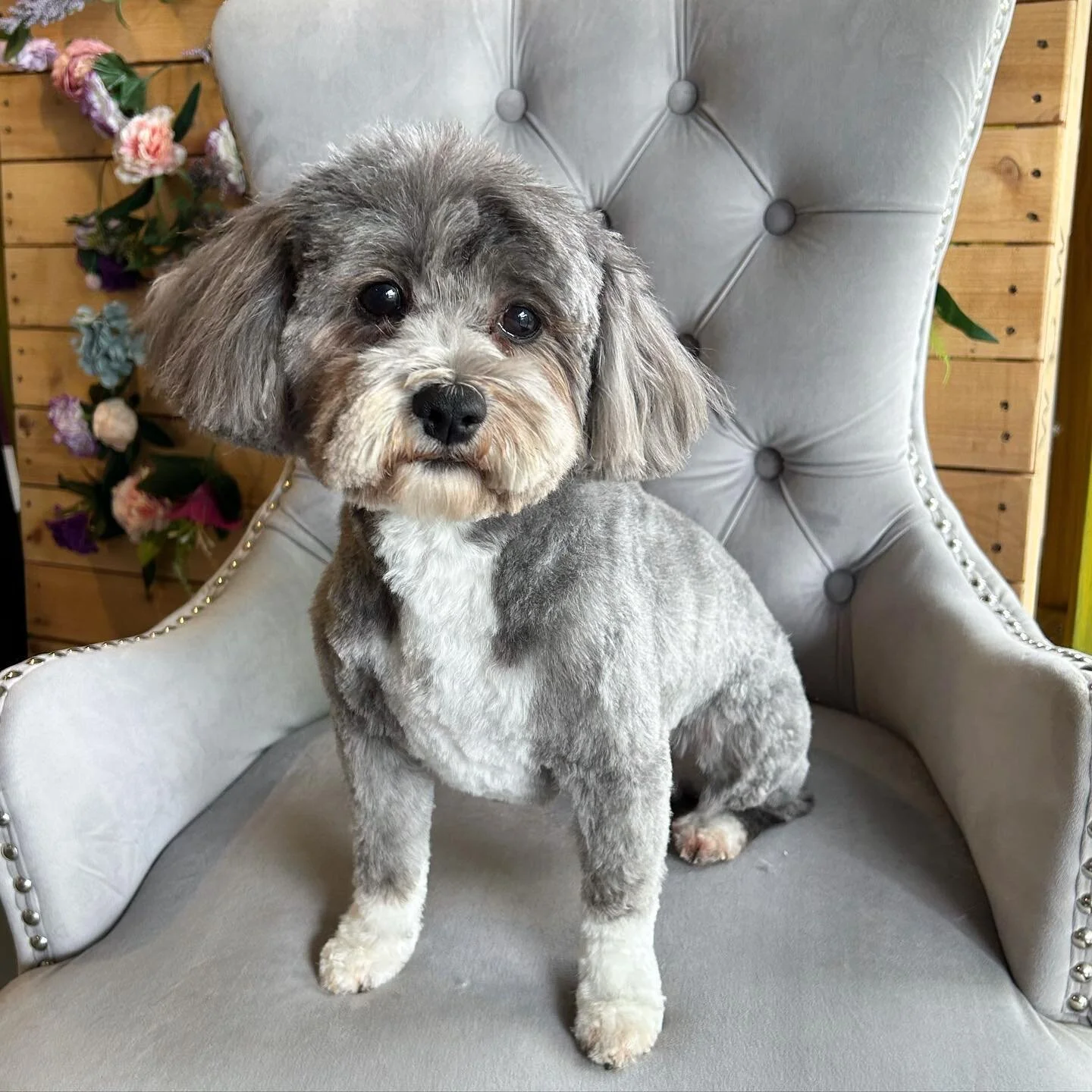 Billie with her permanent sad eyes 🥺
-

#studio50paw #photography #dogphotography #dog #doggos #dogsofinstagram #doglife #doglovers #dogstagram #melbournephotographer #melbournegroomer #dogportrait #photosofdogs #dogsofinsta #dogsofmelbourne #melbou
