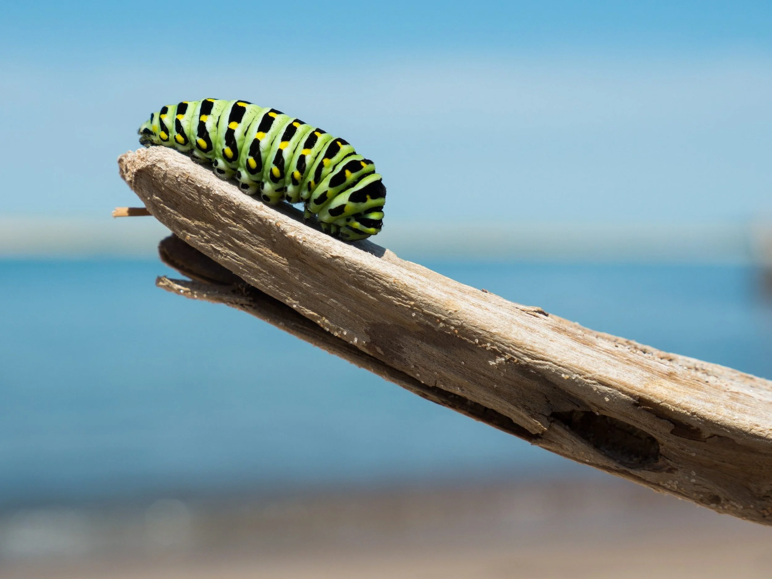 When Butterflies Turn Back Into Caterpillars