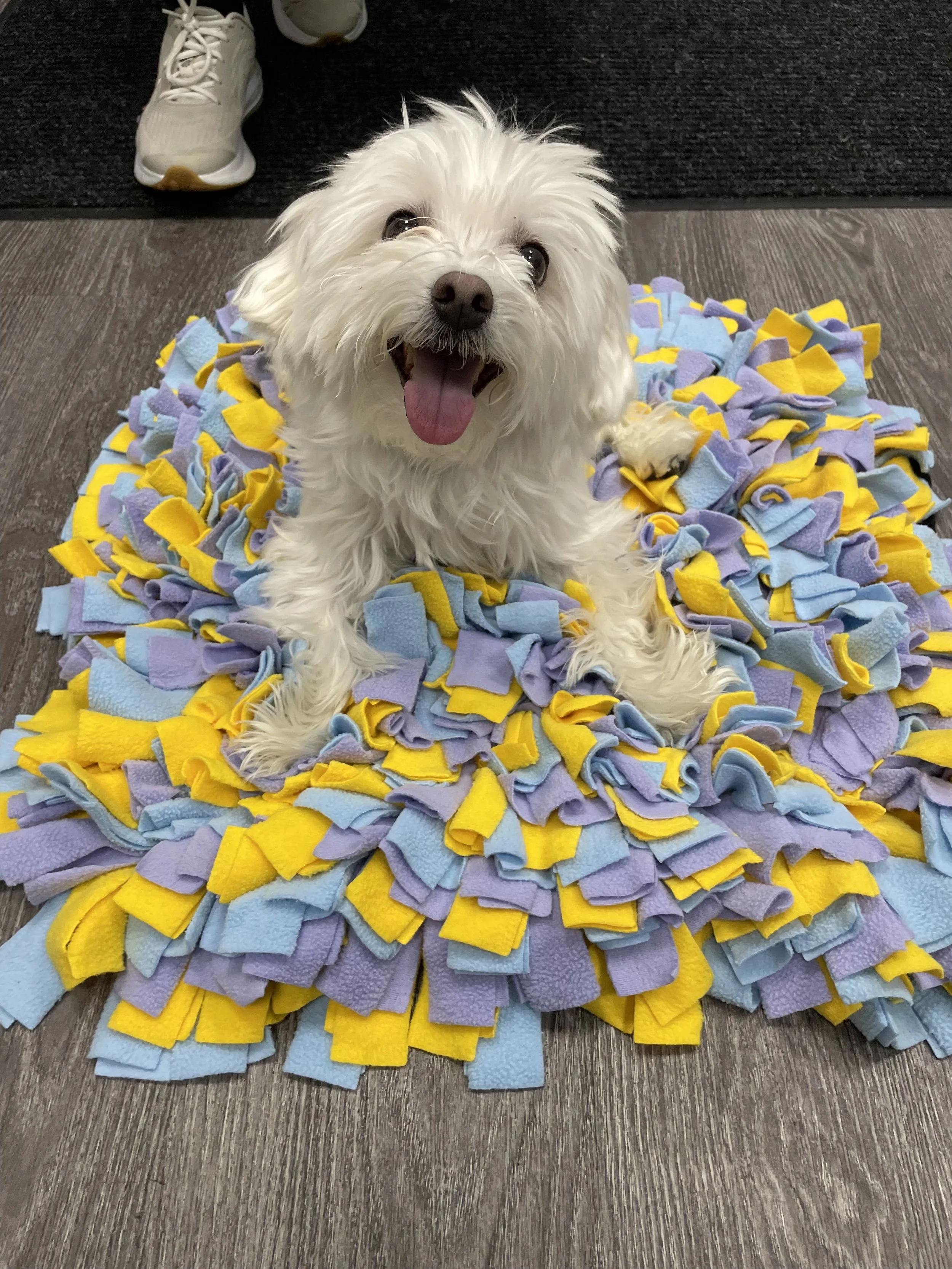 Beau Brain Games.jpg