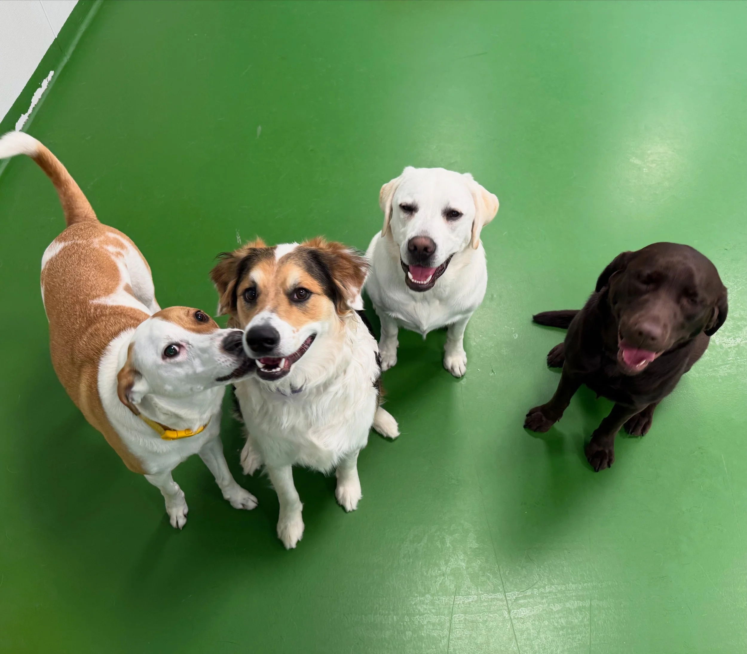 Salem Remy Dewey and Blueberry.jpg