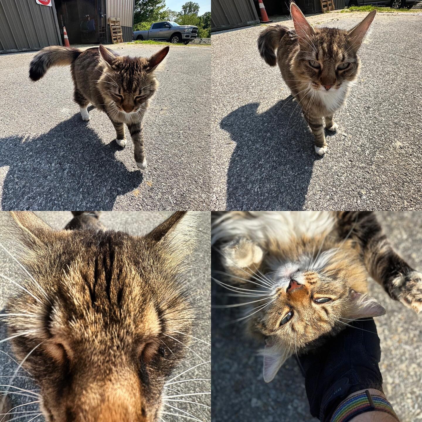 Making 🐱 friends 🐈 wherever we go. (Frame 5 may or may not depict some playful scratching and biting)