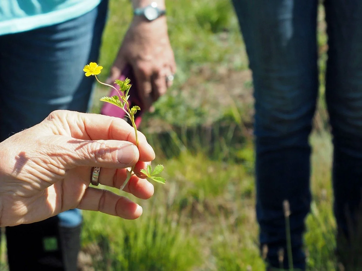 Wild Flower Walk