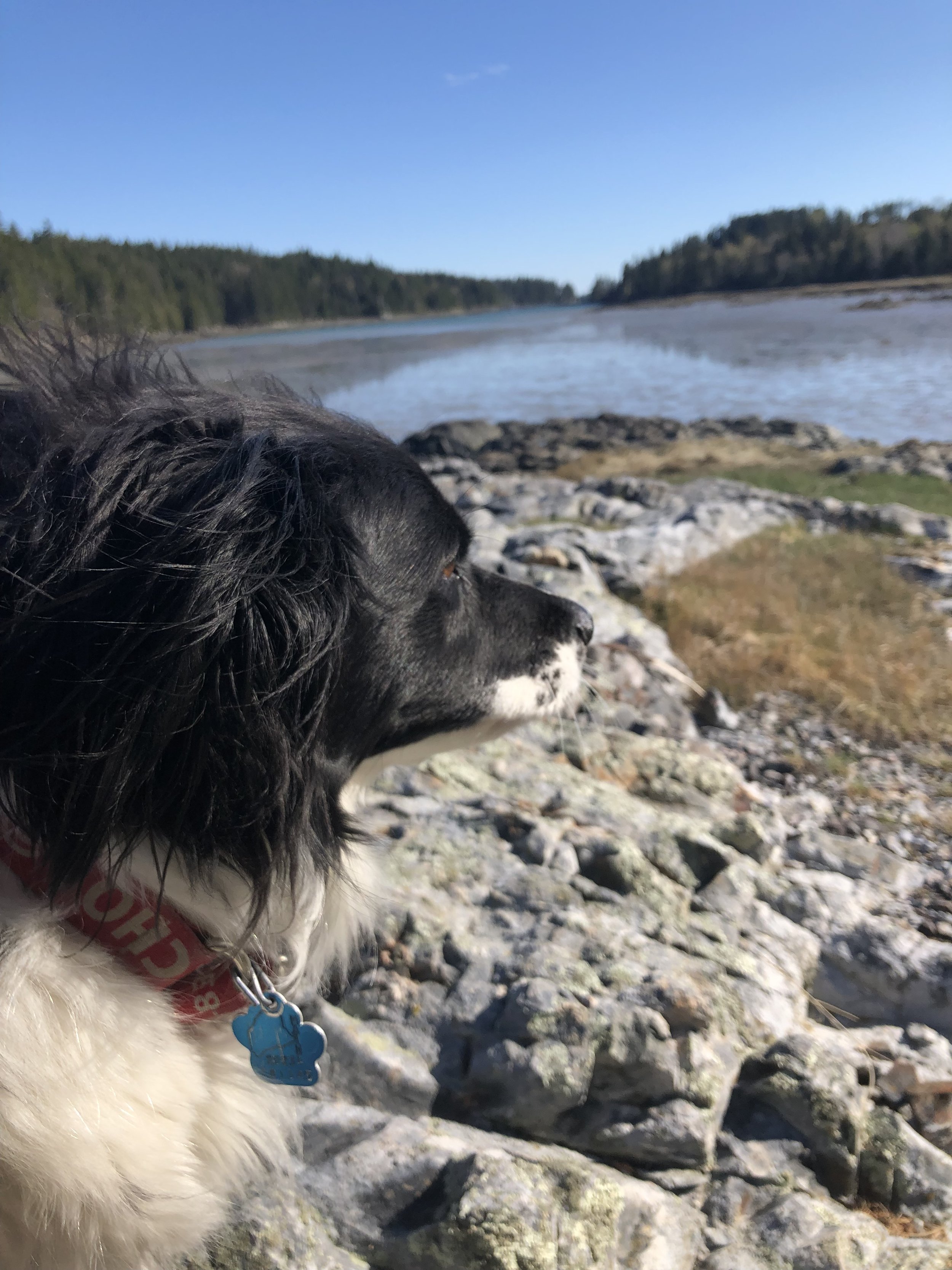 Dog Walk