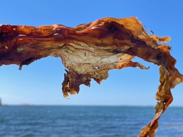 Art & Algae