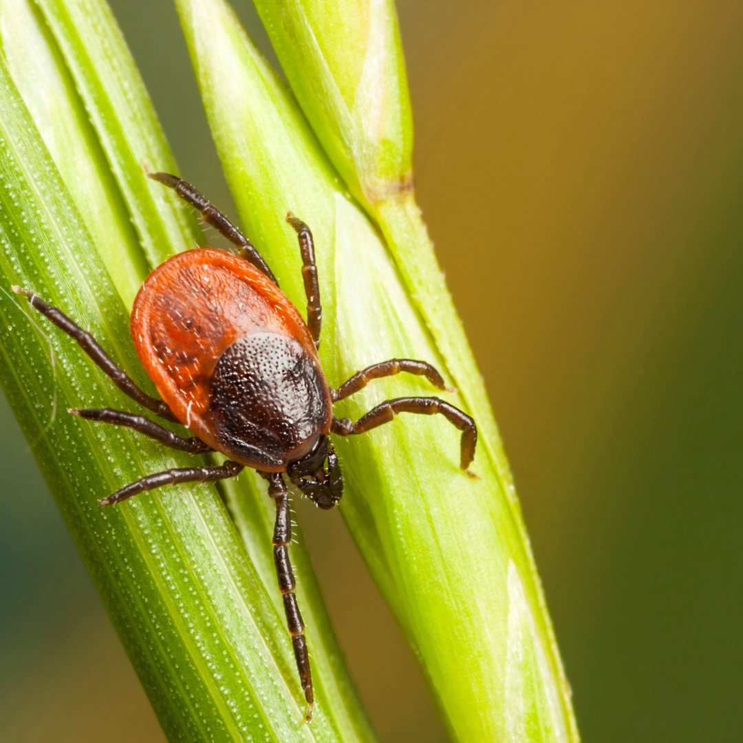 Tick Borne Illnesses