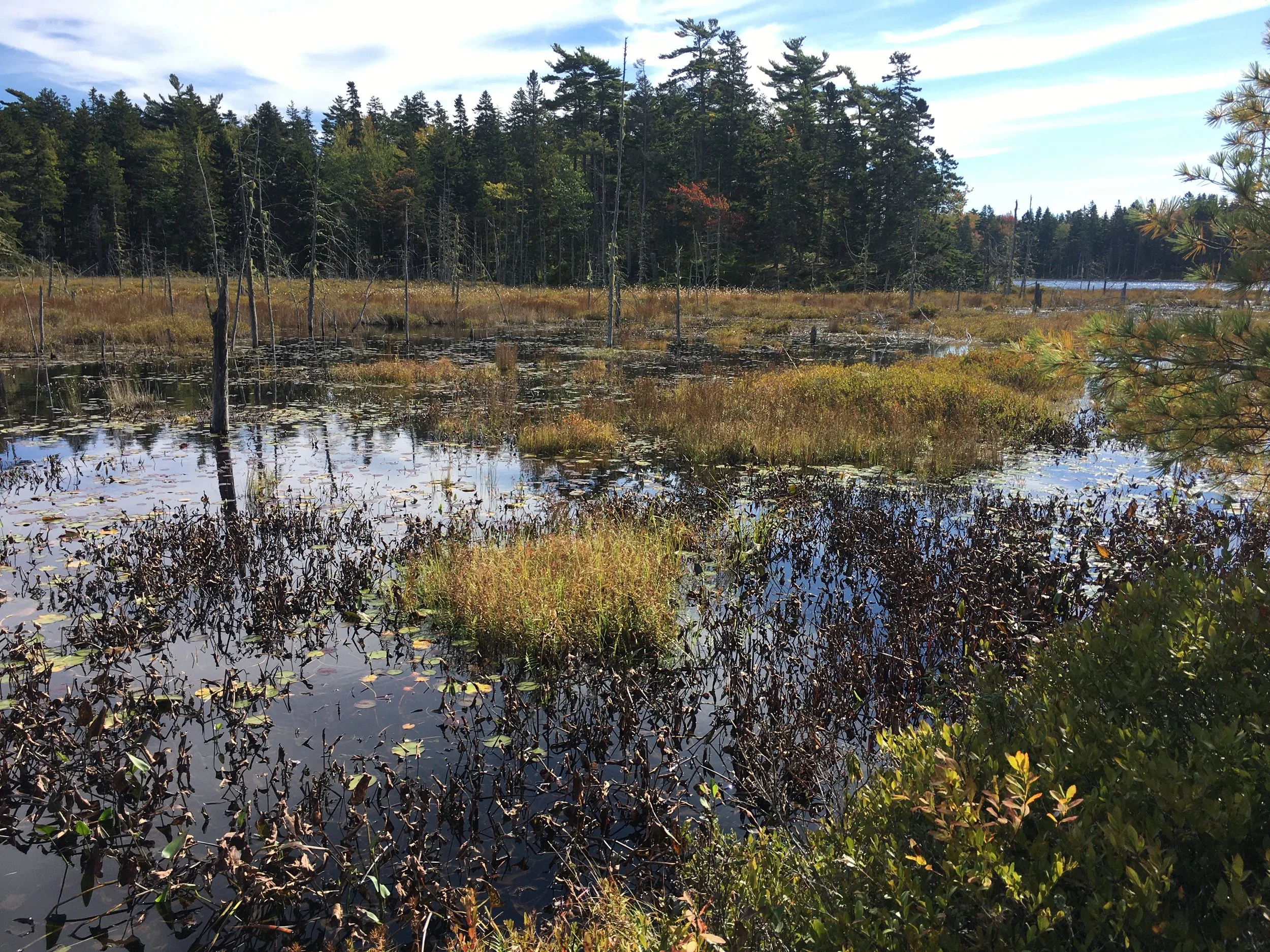 Land News — Vinalhaven Land Trust