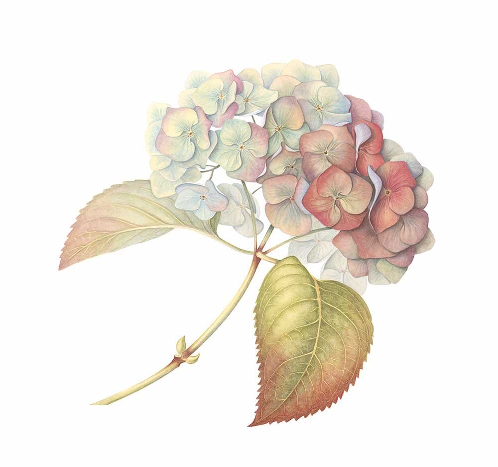 Hydrangea-'Autumn'---2013.jpg