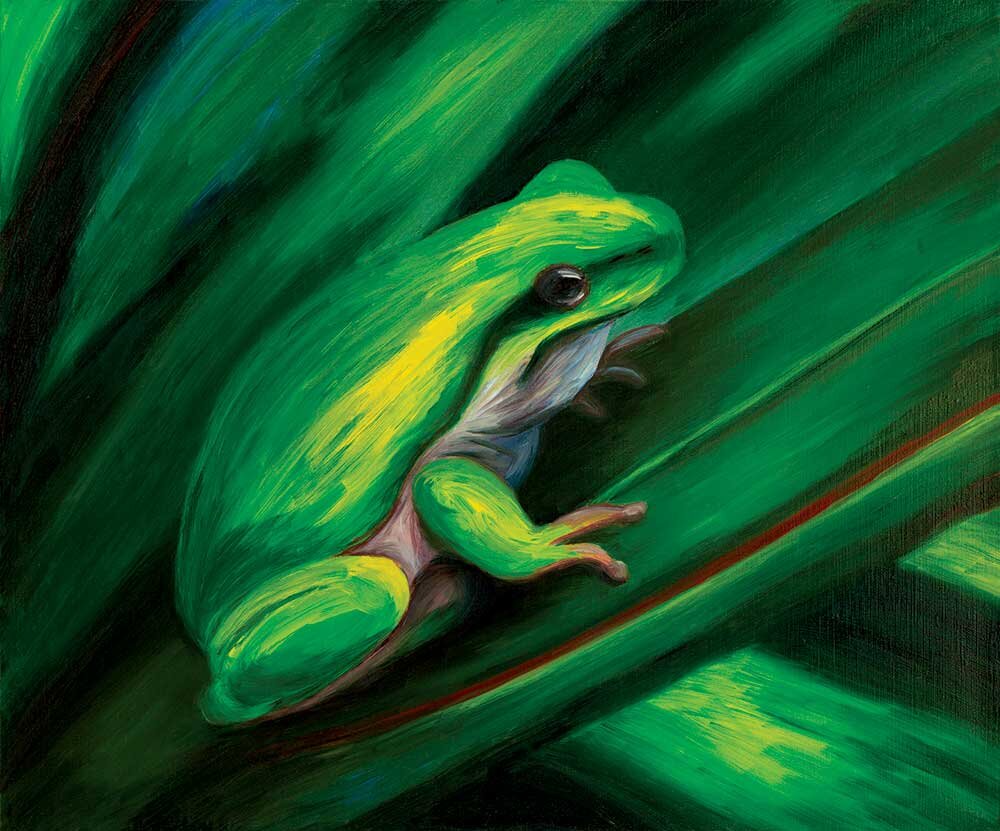 Tropical-frog-2019_7393.jpg