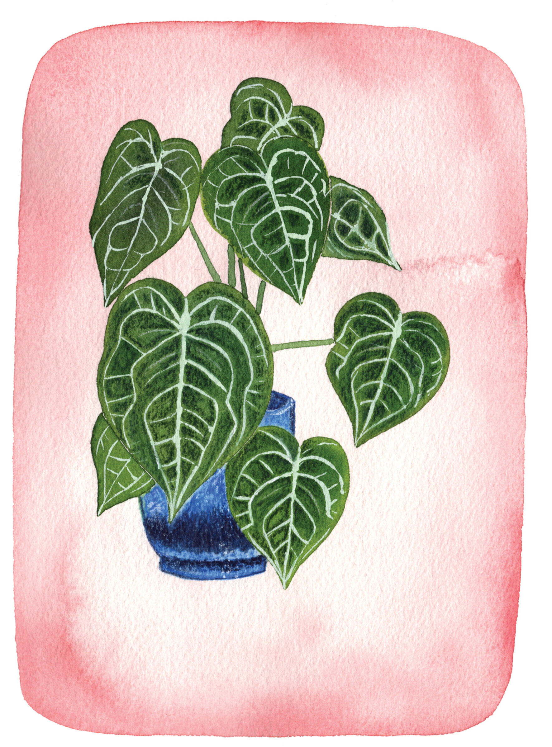 paper_den_anthurium_plant_300DPI_CMYK.jpg