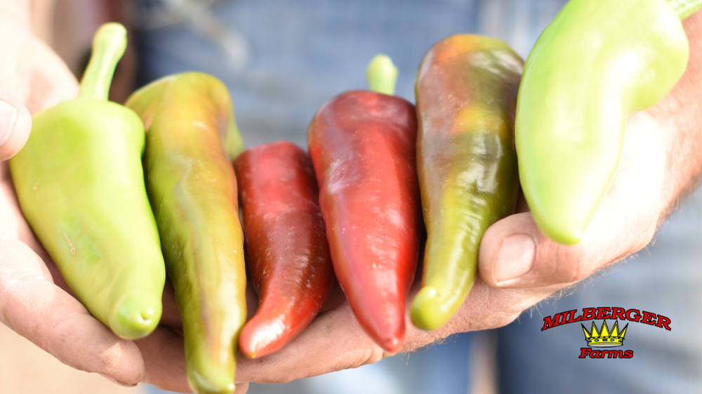 Easy Pueblo Green Chili Recipe 2023 AtOnce