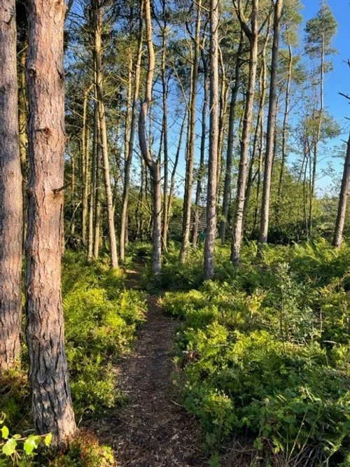 The Nature and Woodland surrounding the cabin