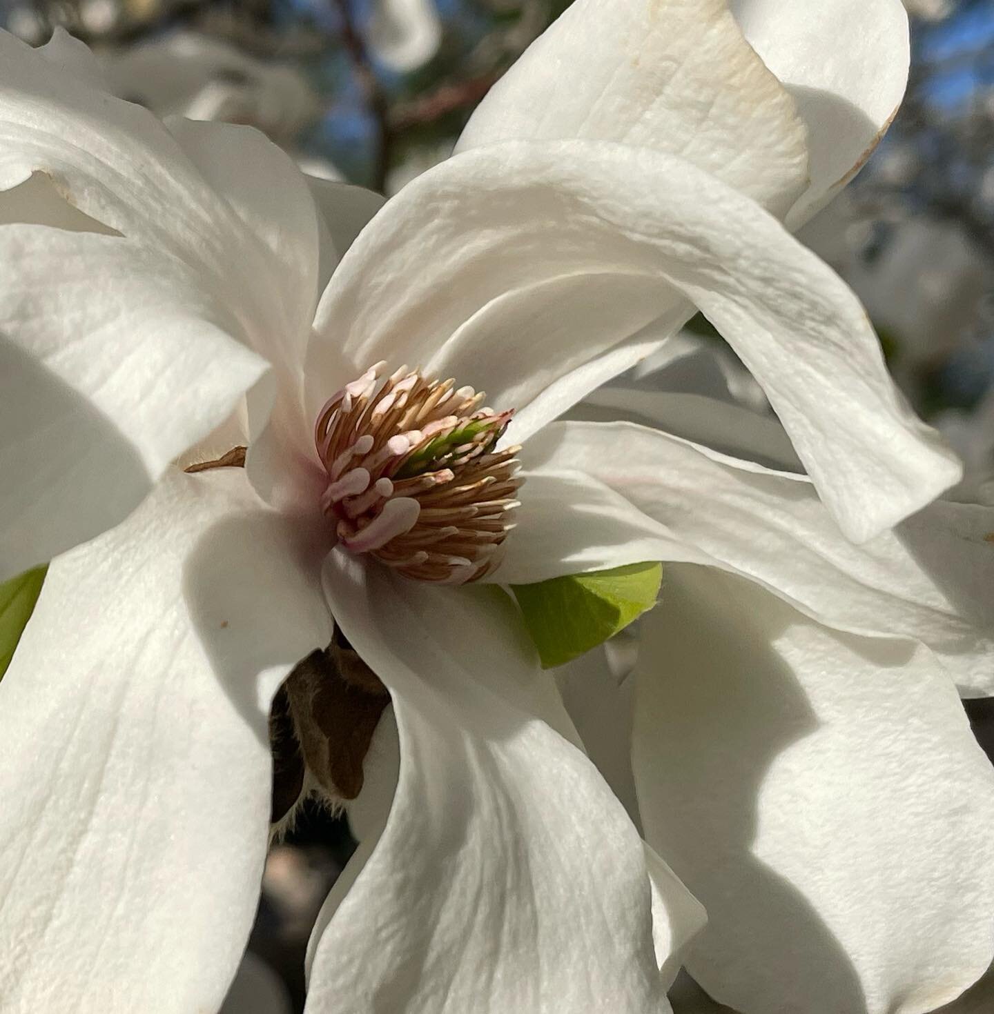 &hellip;Merrill Magnolia having a good year&hellip; sorry not to post the scent&hellip; ❤️
#spring #vermontspring #april #Vermont