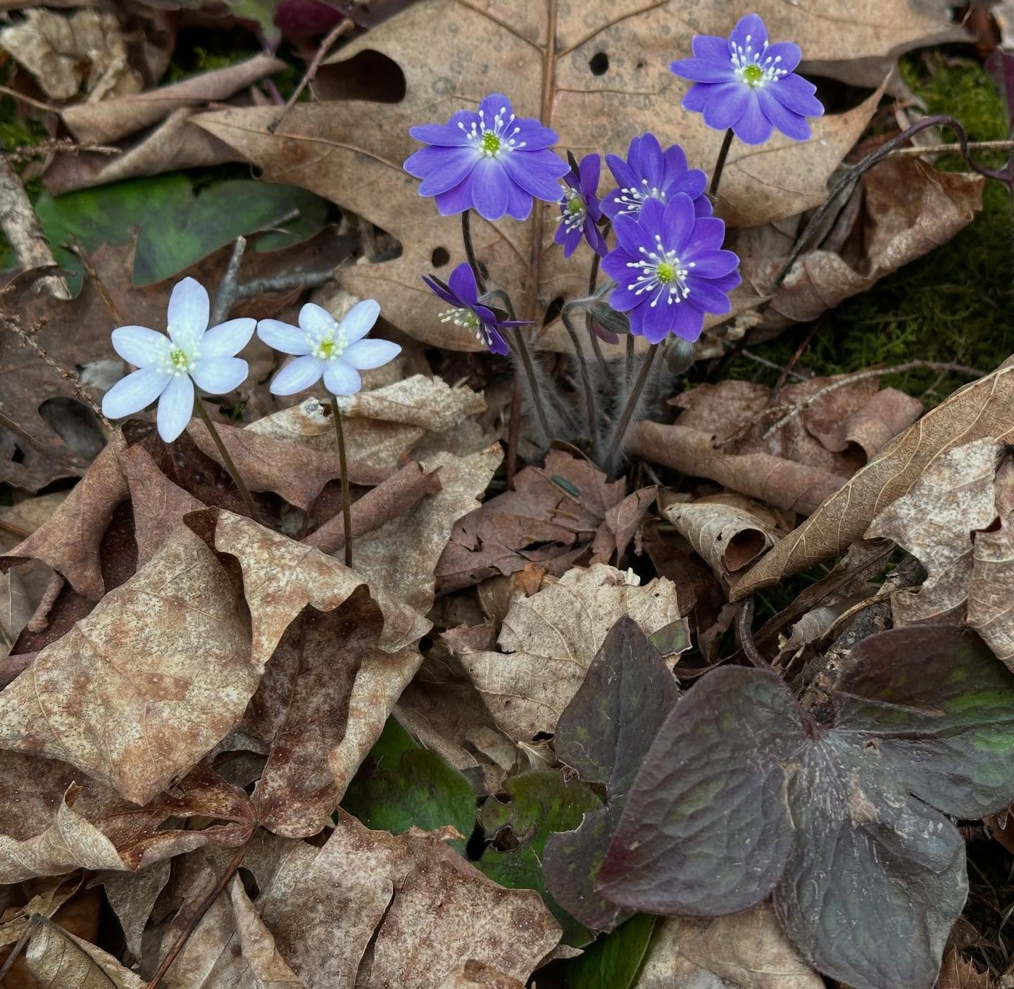 &hellip;something about Hepatica&hellip;and emergence&hellip;
#artistlife #Vermontartist #ephemeral #witness