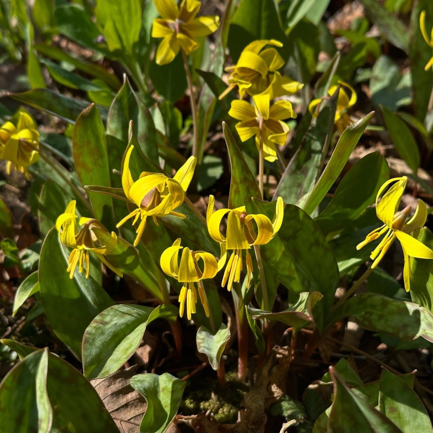 &hellip;just outside the door, trout lilies, or dog toothed violets, you choose&hellip;rain today&hellip; planting time&hellip;
#smallsteps #francis