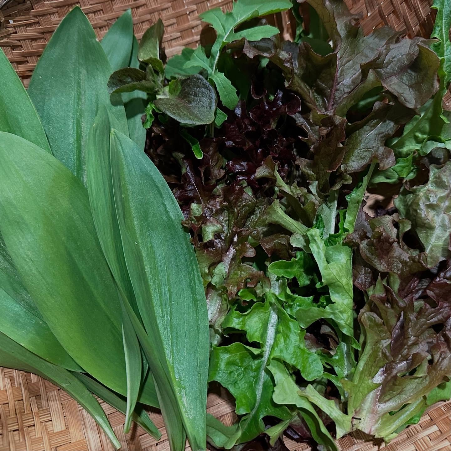 &hellip;.eating from the back yard tonight: ramps, and a salad of red and green oak leaf lettuces, radicchio and arugula, all volunteers!
#spring #eatlocal #victorygarden #vermontartist