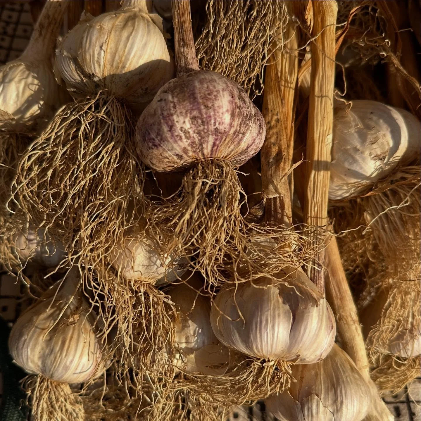 &hellip;and the garden produces&hellip;