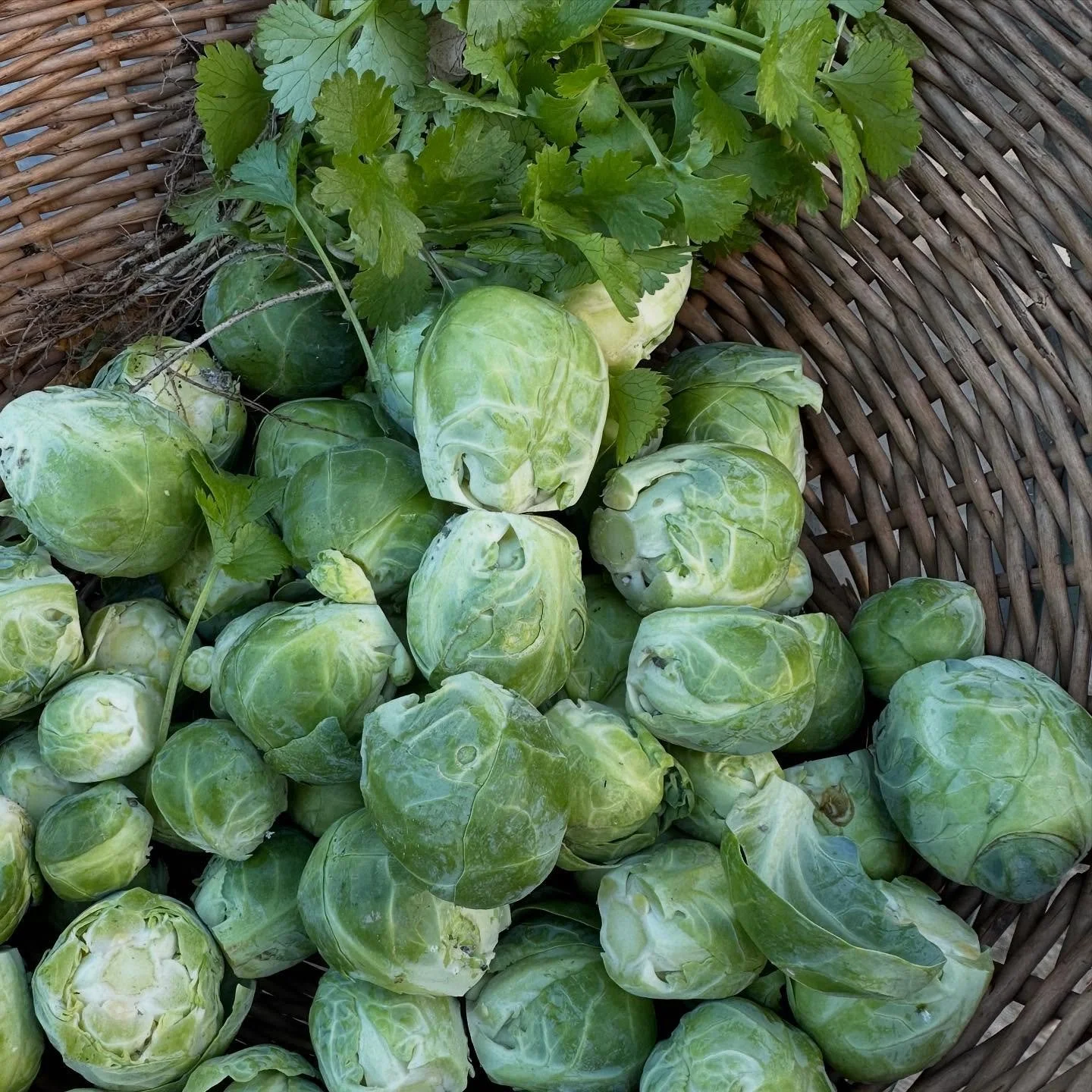 &hellip;garden still producing! Cilantro volunteers, Brussels sprouts sweetened by frost, and fresh potatoes&hellip;
Geese in V&rsquo;s overhead&hellip;
#home #Vermont #artistlife