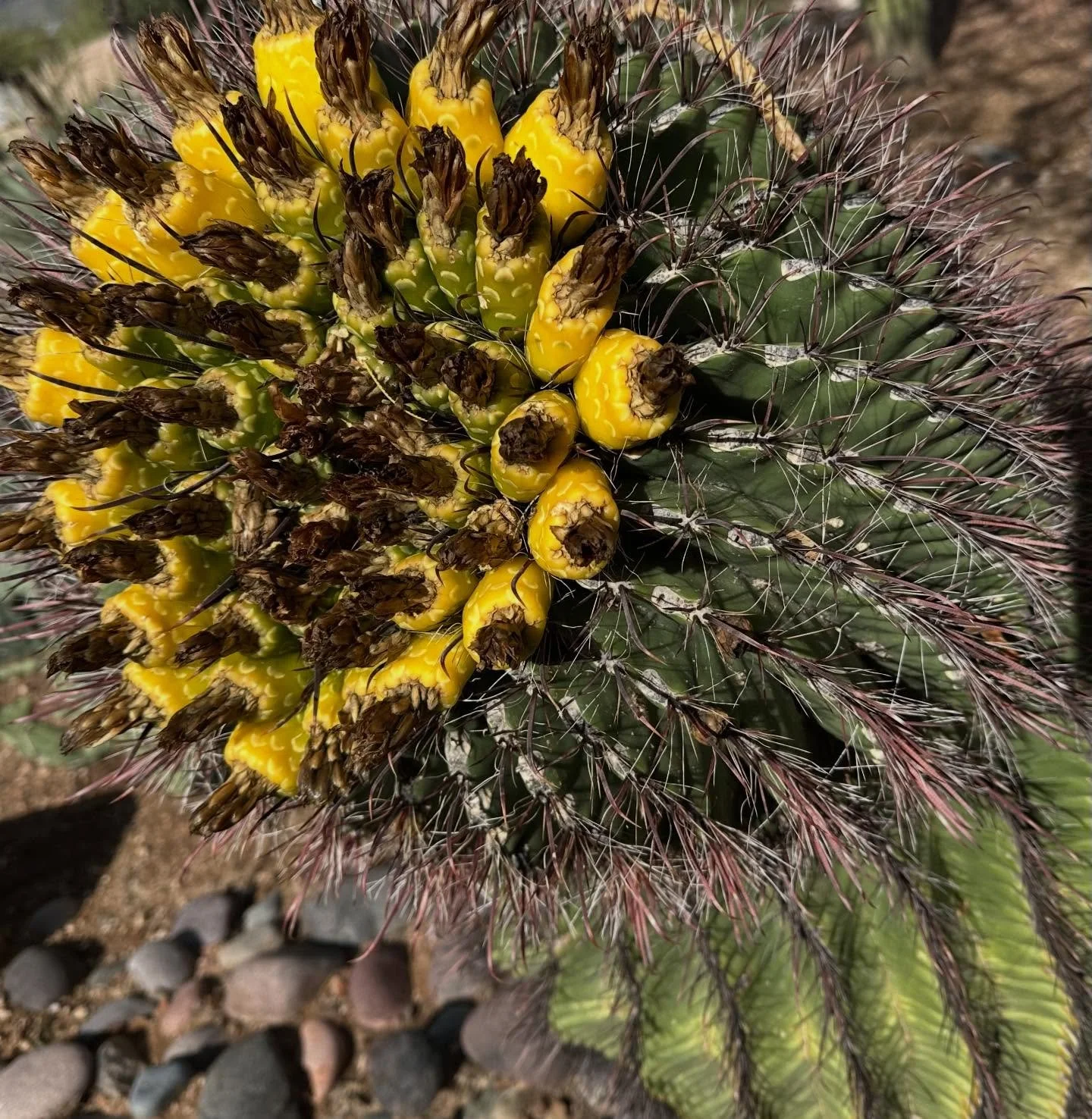 &hellip;we&rsquo;re not in Kansas anymore&hellip;
#nonni