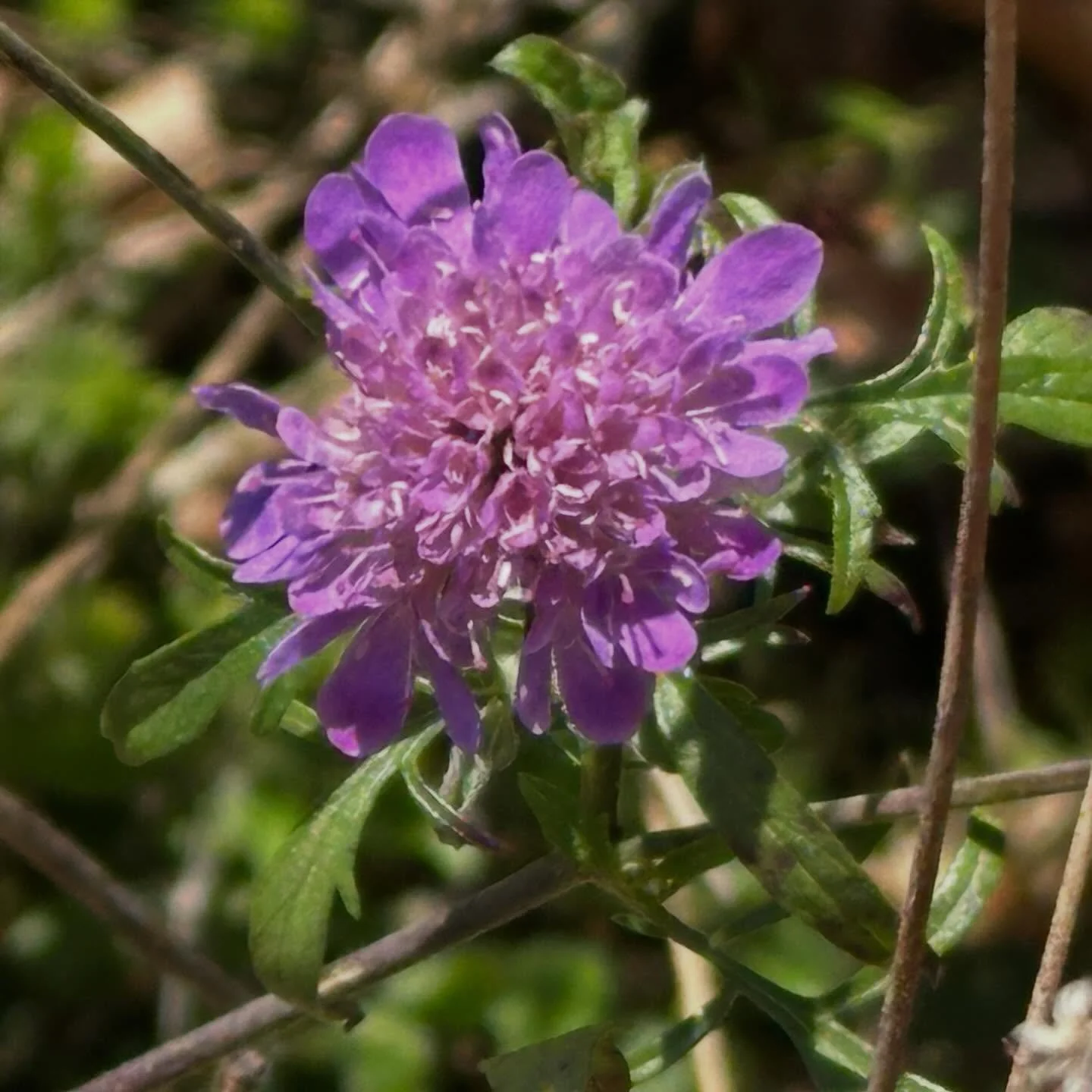 &hellip;primavera&hellip; spring has sprung! Wildflowers abound&hellip;
Walking and painting every day&hellip; more to come&hellip;
#primavera #witness #ephemerals #Italy #artistlife