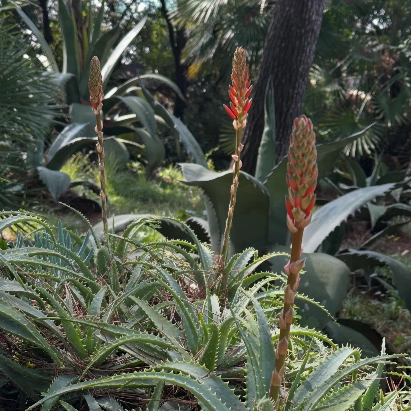 &hellip;enchanted February&hellip;Bogliasco&hellip;
#fellowship #artistresidency #peregrination #itinerario