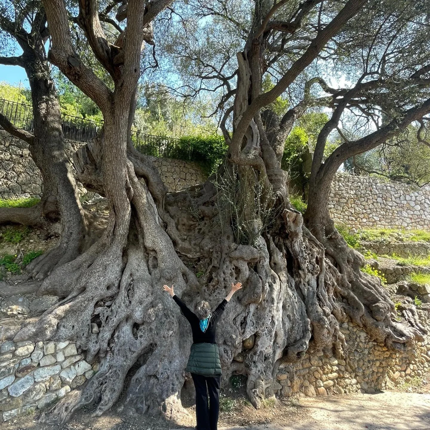 &hellip;oldest olive tree in France&hellip;Roquebrune&hellip;village ancien&hellip;on to new adventures
#itinerario #thelight #c&ocirc;tedazur