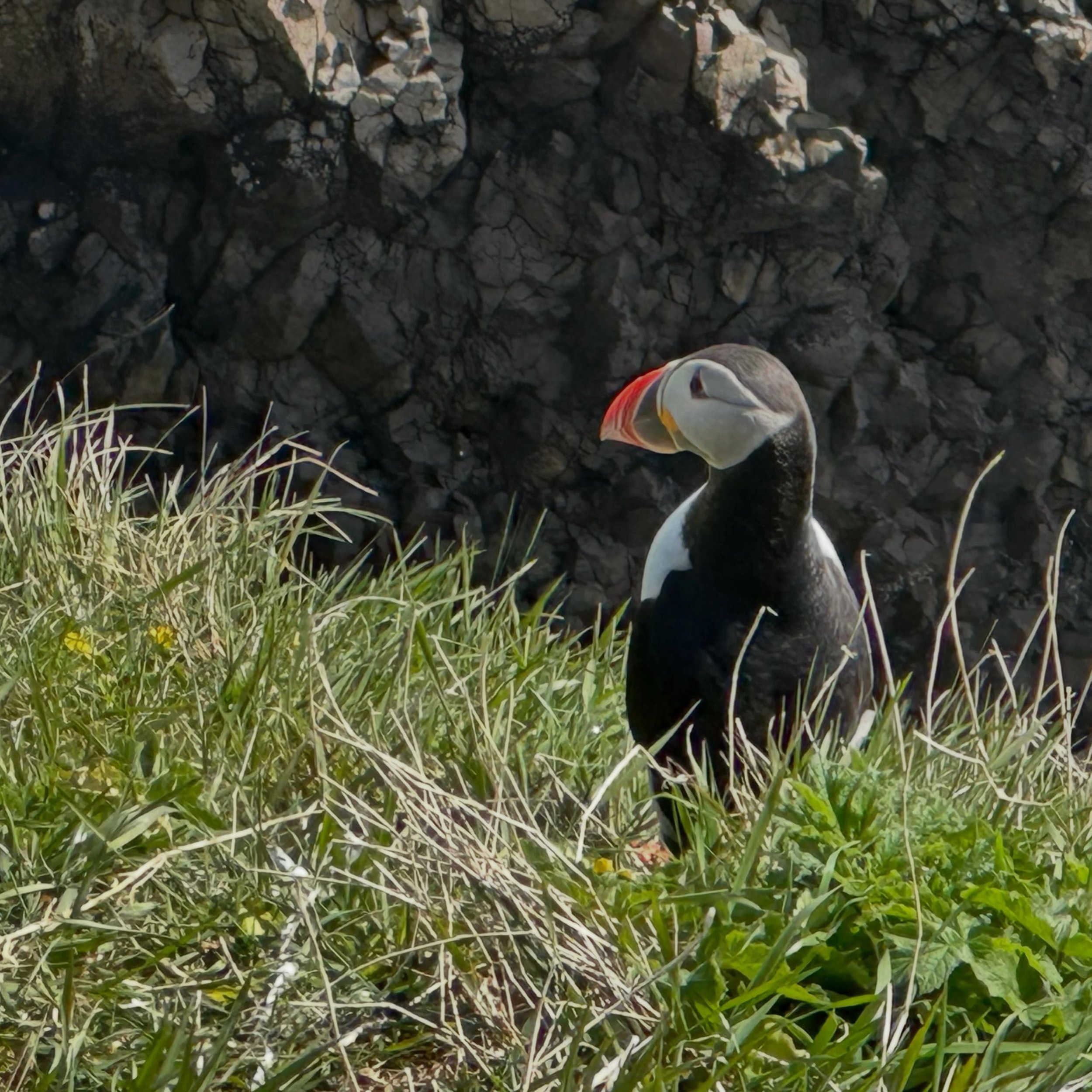 &hellip;puffins&hellip;bluebells&hellip;Staffa&hellip; 40 years ago, on our honeymoon, John SWAM in the waters&hellip; not this visit!
#anniversary #40