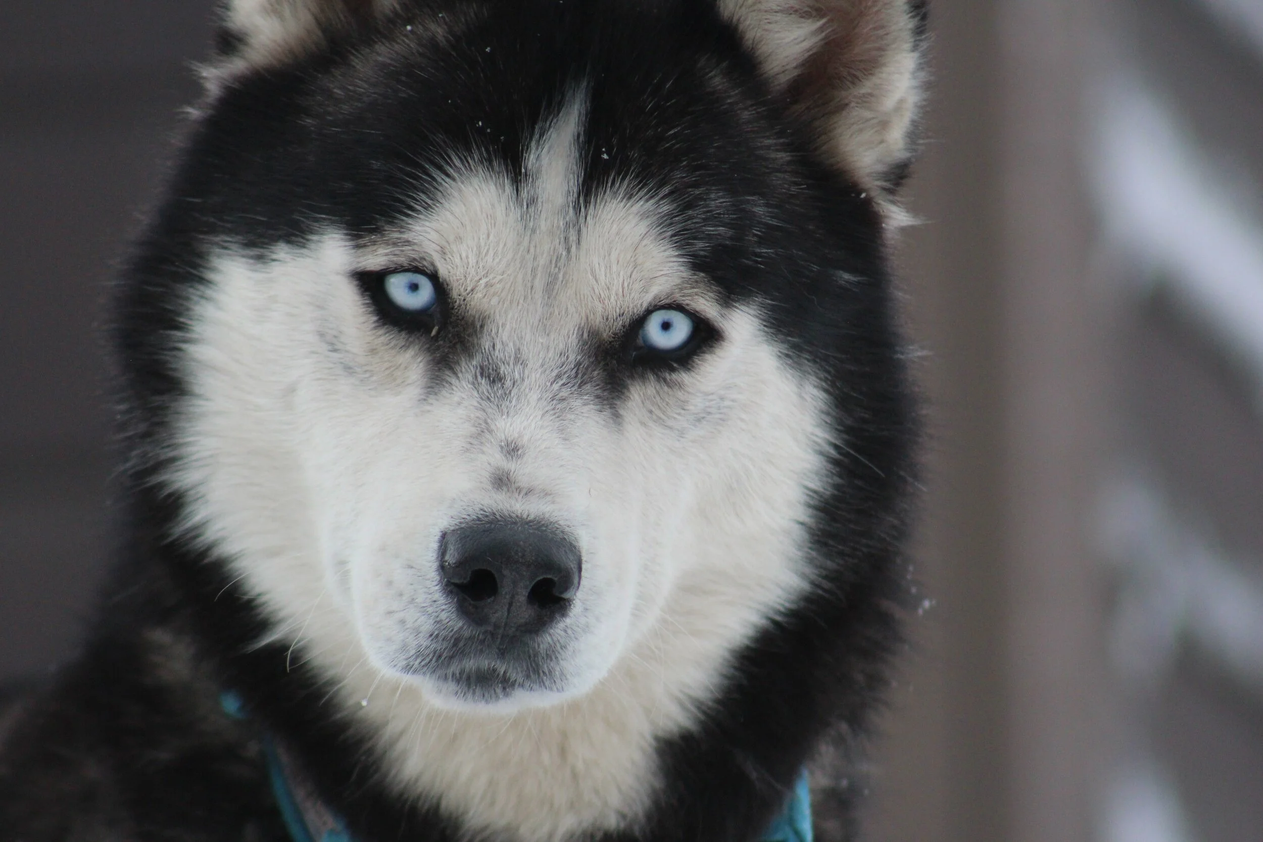 Dog Sled Experiences — Rancho Luna Lobos