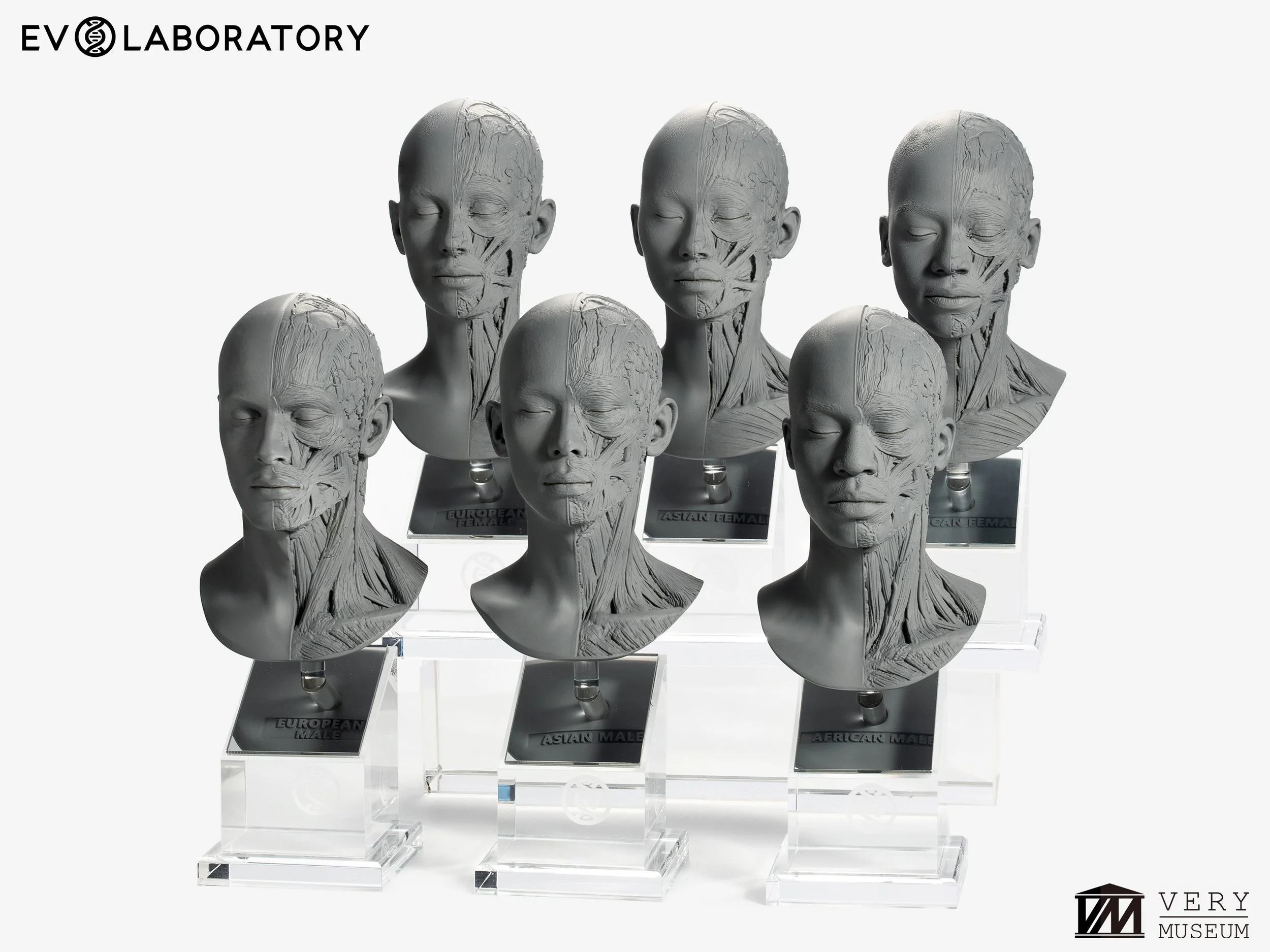 Human Anatomy Bust Set