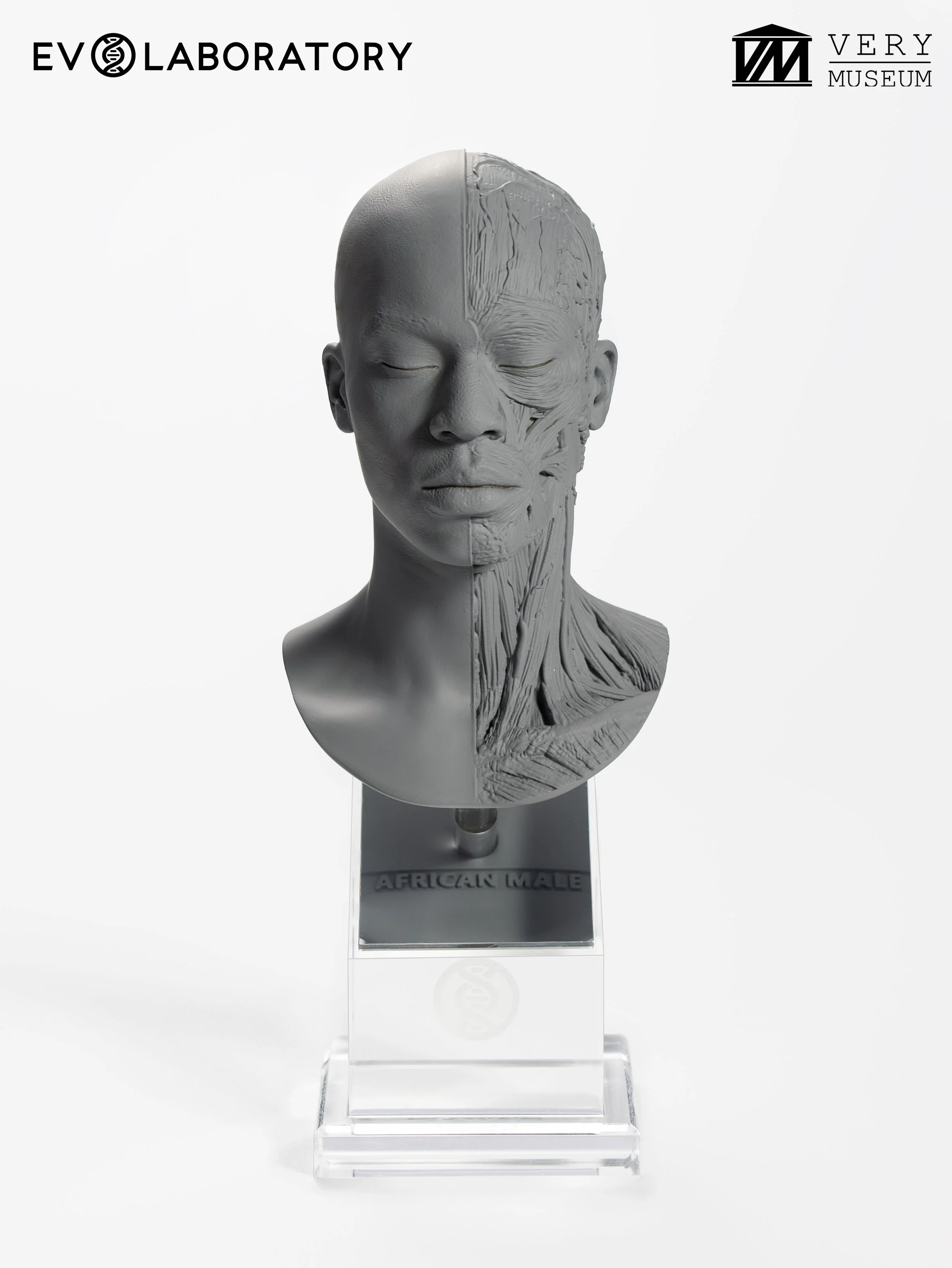 human-bust-14-african-male.jpg