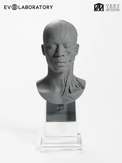Human Bust 1/4 — African Male