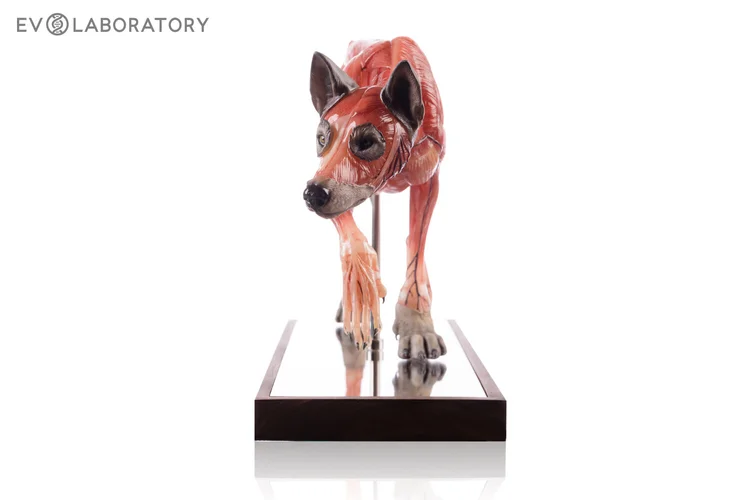 Wolf 1:5 Anatomy Medical V3