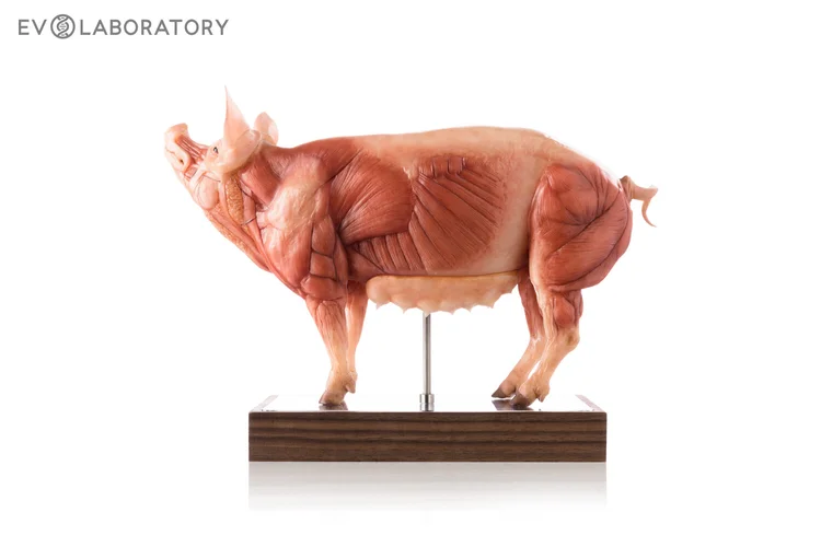 Pig Anatomy Collection