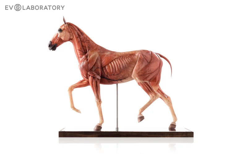 Horse 1:6 Anatomy Medical