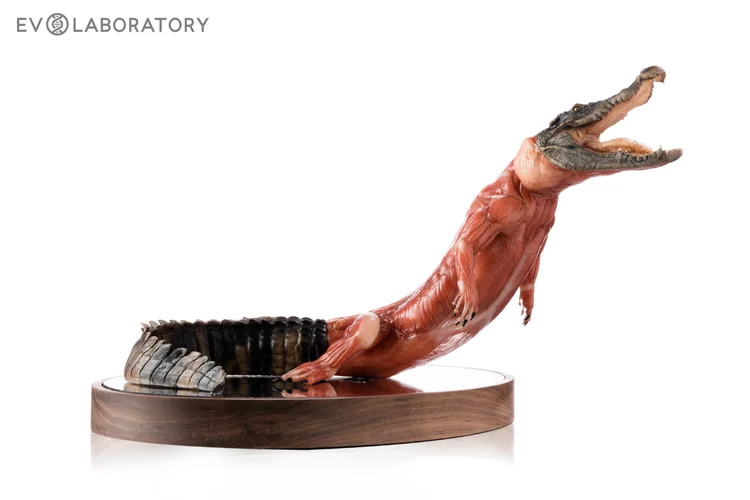 Crocodile 1:5 Anatomy Medical