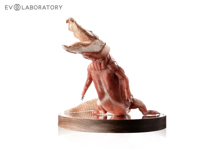 Crocodile 1:5 Albino Anatomy