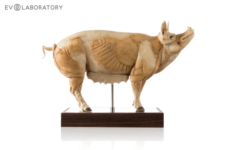 Pig 1:5 Anatomy Antique