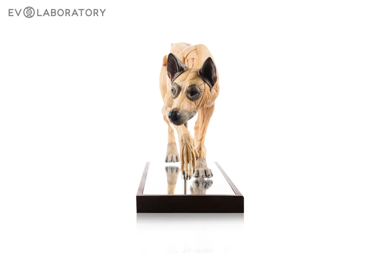 Wolf 1:5 Anatomy Antique