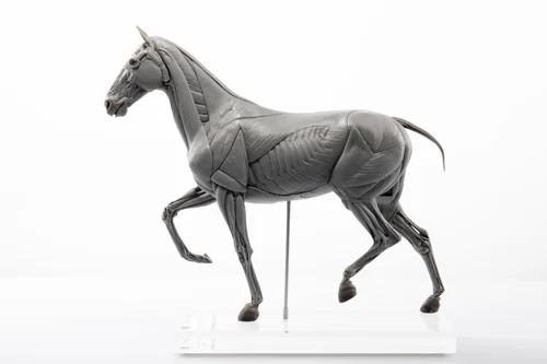 Horse 1:10 Anatomy PVC